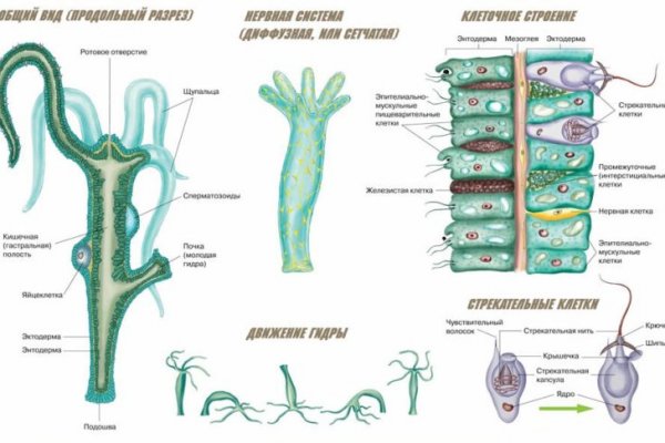 Kraken актуальное